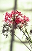 Nerine